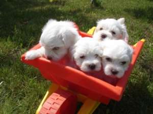 Catei Bichon Maltez de vanzare