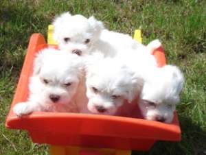 Catei Bichon Maltez de vanzare