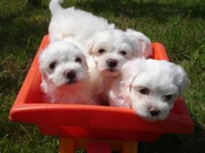 Catei Bichon Maltez de vanzare