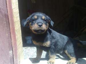 fetite superbe rotty