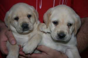 vand puii labrador aurii