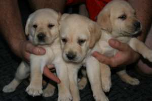 vand puii labrador aurii