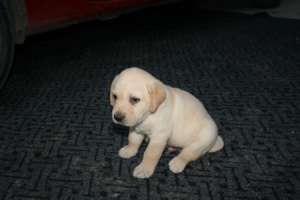vand puii labrador aurii