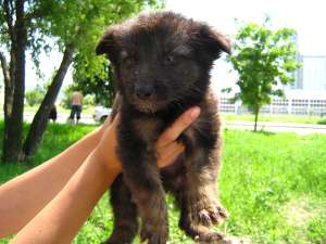 Ofer spre adoptie 2 catelusi