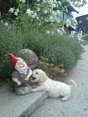 Vand catei pudel/caniche