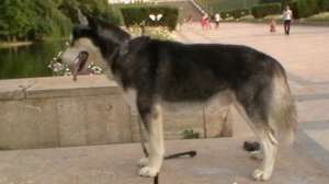 monta husky premiat pentru puiuti rezultati