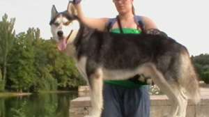 monta husky premiat pentru puiuti rezultati