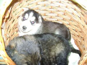 donez metis husky