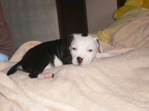 Femela deosebita amstaff 7 saptamani
