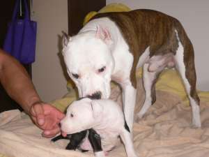 Femela deosebita amstaff 7 saptamani