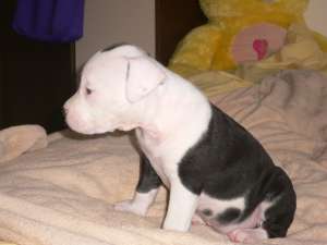 Femela deosebita amstaff 7 saptamani