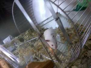 hamsteri de vanzare