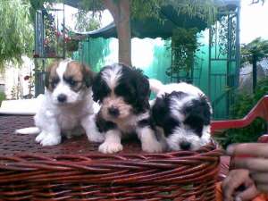 PUI BICHON HAVANEZ