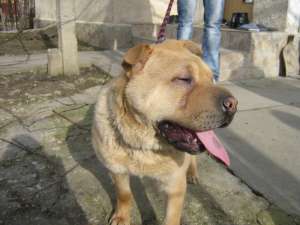 shar-pei chinezesc