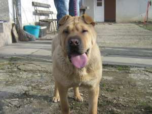 shar-pei chinezesc