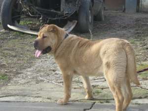 shar-pei chinezesc