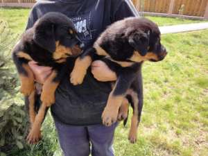 Vand pui Rottweiler cu toate vaccinurile facute