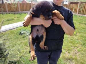 Vand pui Rottweiler cu toate vaccinurile facute