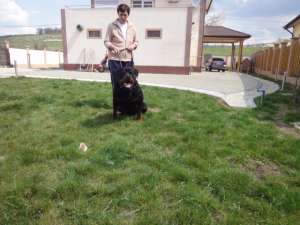 Vand pui Rottweiler cu toate vaccinurile facute