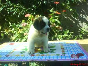 vand pui saint bernard