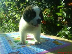 vand pui saint bernard