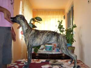 Whippet de vanzare(ogar englez)