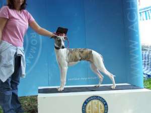 Whippet de vanzare(ogar englez)