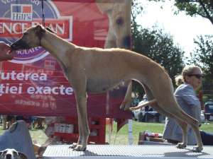 Whippet de vanzare(ogar englez)