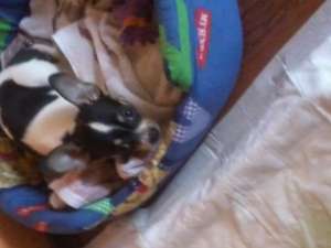 VANZARE de PUI chihuahua MINI