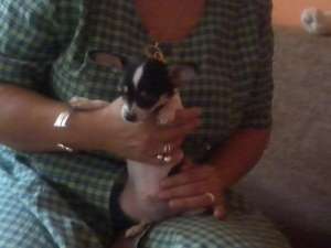 VANZARE de PUI chihuahua MINI