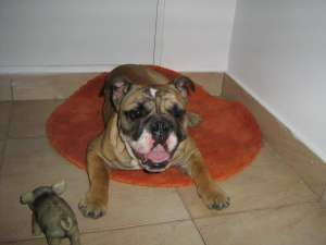 vand bulldog englez