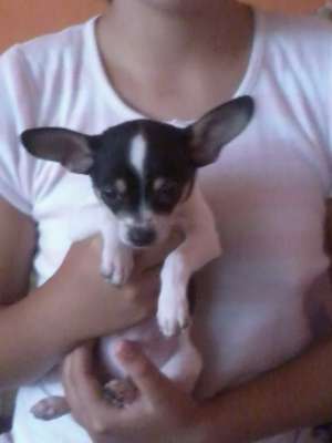 CHIHUAHUA EXTRA-MINI ieftin