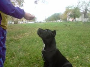 dresaj canin ORADEA