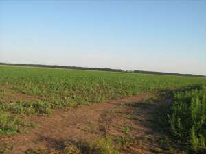 Uzunu,  80 hectare aproape de sosea DN5