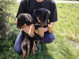 Vand pui Rottweiler masculi