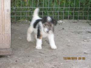 Fox Terrier sarmos