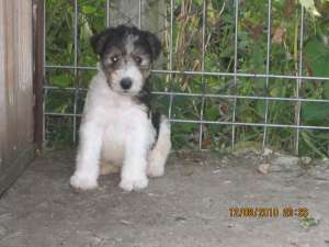 Fox Terrier sarmos