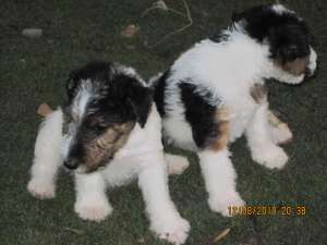Fox Terrier sarmos