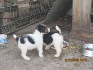 Fox Terrier sarmos