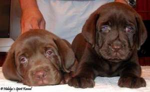 PUI LABRADOR RETRIEVER HIDALGOS SPIRIT