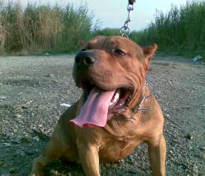 mascul amstaff pt monta