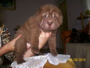 pui sharpei