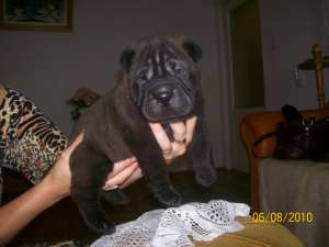 pui sharpei