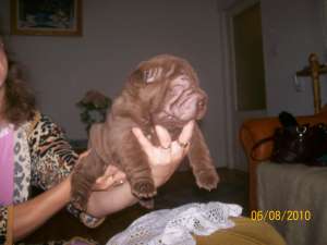pui sharpei