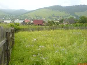 Teren Bucovina