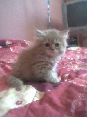 7 pisici persane superbe
