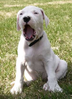Dog Argentinian De Exceptie !