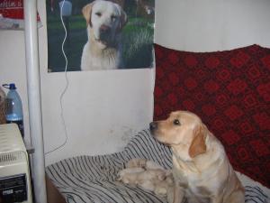 vind pui de labrador aurii