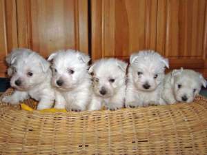 Westie De Exceptie !