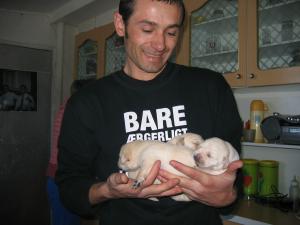 vind pui de labrador aurii